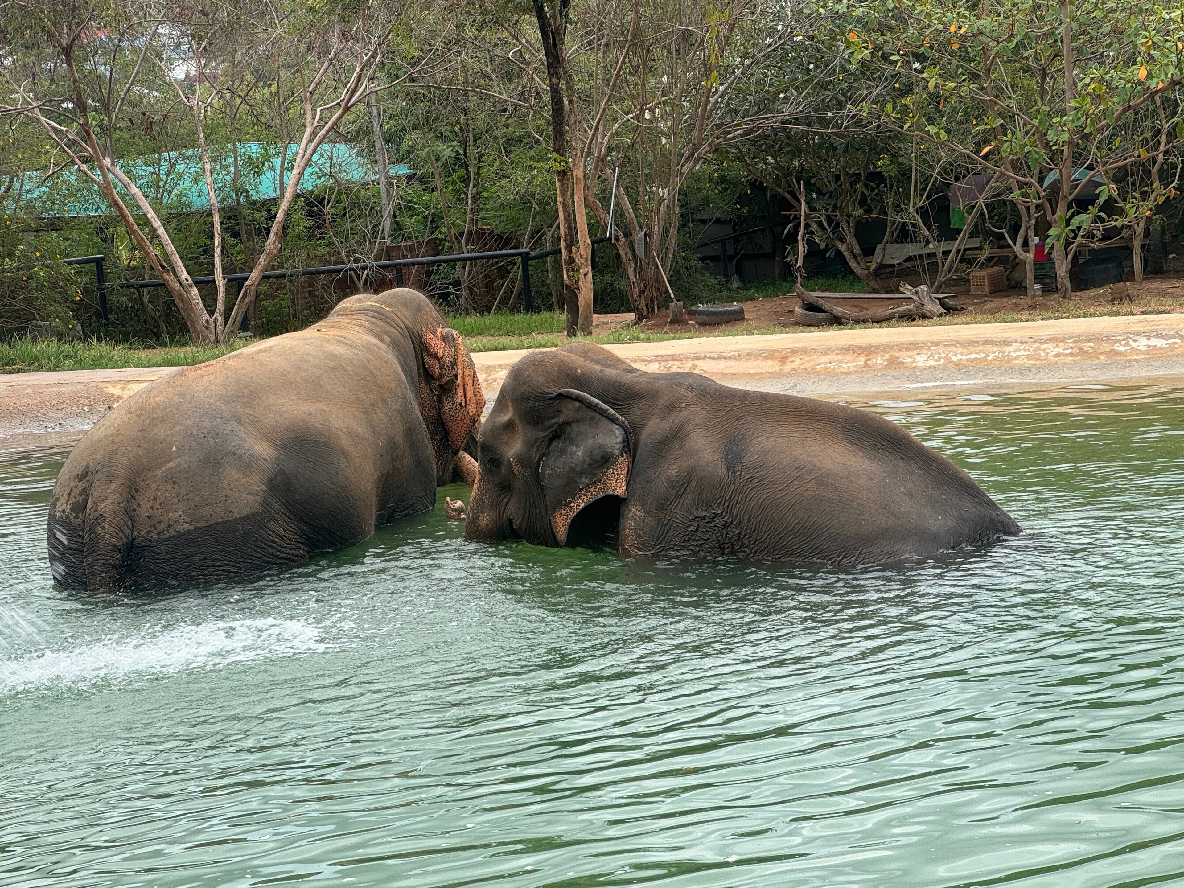 Sanktuarium słoni – Koh Samui (wycieczka 3 h)