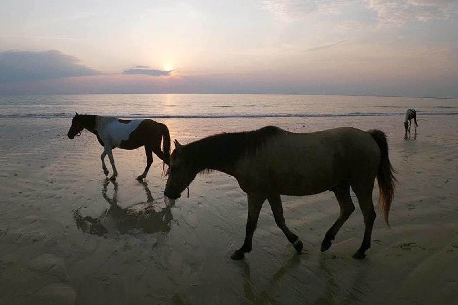 Jazda konna na plaży – Koh Samui