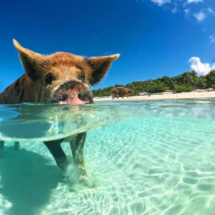 Pig Island — Koh Tan i Koh Madsum
