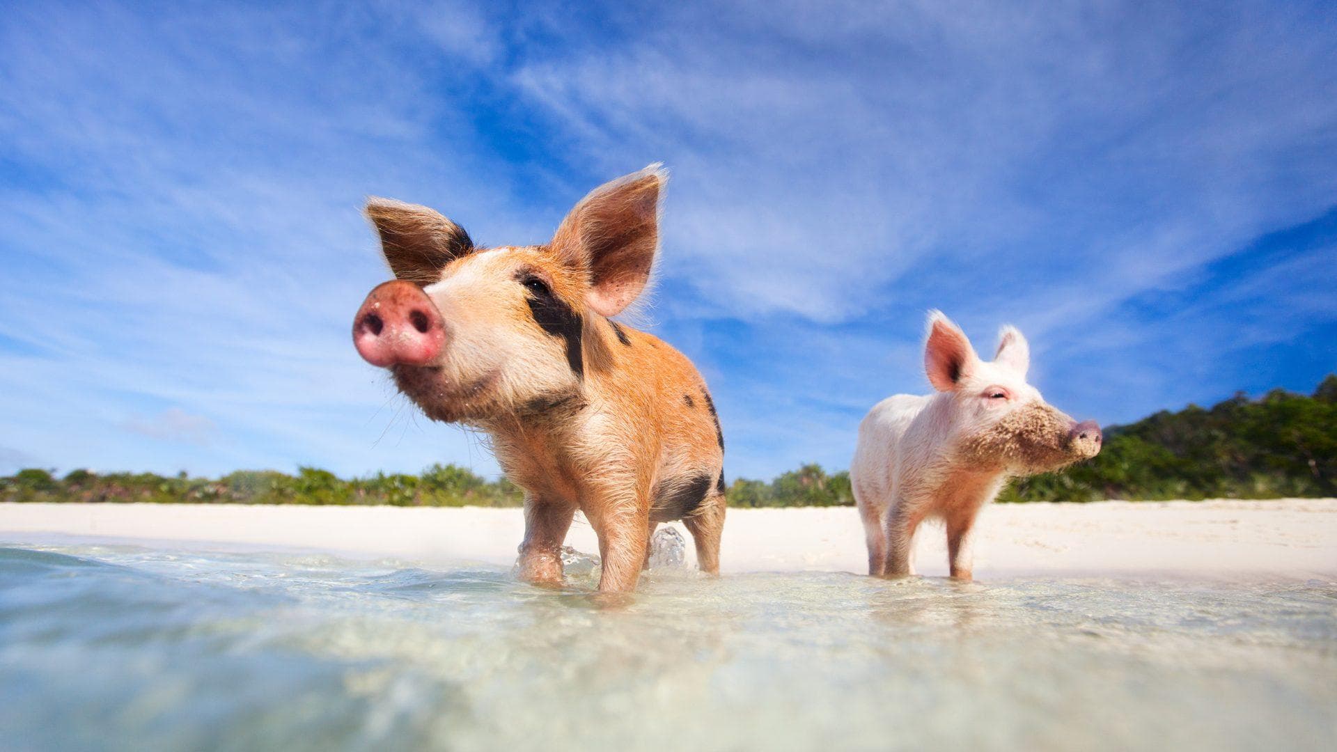 Pig Island — Koh Tan i Koh Madsum